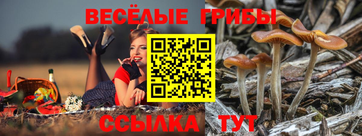 Псилоцибиновые грибы Psilocybe  Вход с VPN  закладки  Галлюциногенные грибы Psilocybe  Шали 